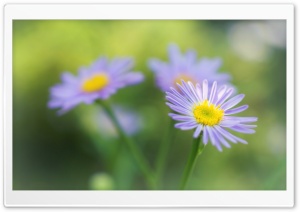 3 Flowers Ultra HD Wallpaper for 4K UHD Widescreen desktop, tablet & smartphone