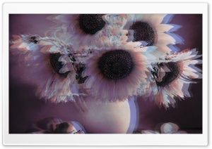 3d sunflowers Ultra HD Wallpaper for 4K UHD Widescreen desktop, tablet & smartphone