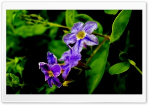 4 Purple Flowers Ultra HD Wallpaper for 4K UHD Widescreen desktop, tablet & smartphone