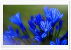 ...Soft Look... Ultra HD Wallpaper for 4K UHD Widescreen desktop, tablet & smartphone