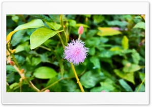 A Beautyful Flower of Kerala Ultra HD Wallpaper for 4K UHD Widescreen desktop, tablet & smartphone