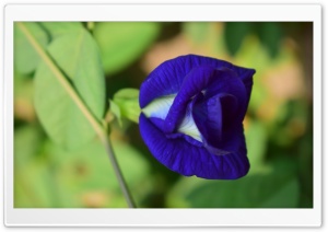 A Blue Flower Close-up Ultra HD Wallpaper for 4K UHD Widescreen desktop, tablet & smartphone