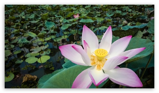 A bright Lotus UltraHD Wallpaper for 8K UHD TV 16:9 Ultra High Definition 2160p 1440p 1080p 900p 720p ;