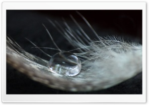 A Drop On A Feather Ultra HD Wallpaper for 4K UHD Widescreen desktop, tablet & smartphone
