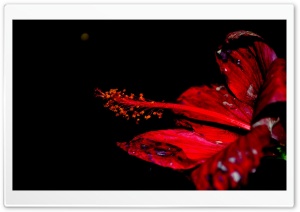 A Flower Ultra HD Wallpaper for 4K UHD Widescreen desktop, tablet & smartphone