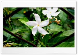 A Flower Ultra HD Wallpaper for 4K UHD Widescreen desktop, tablet & smartphone