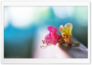 A Flower For You Ultra HD Wallpaper for 4K UHD Widescreen desktop, tablet & smartphone