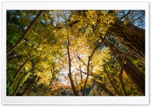 A Little Bit of Autumn Ultra HD Wallpaper for 4K UHD Widescreen desktop, tablet & smartphone