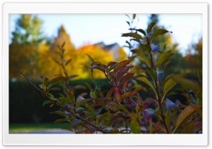A little bit of autumn Ultra HD Wallpaper for 4K UHD Widescreen desktop, tablet & smartphone