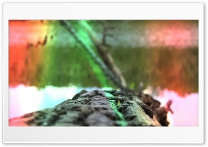 A log on a lake Ultra HD Wallpaper for 4K UHD Widescreen desktop, tablet & smartphone