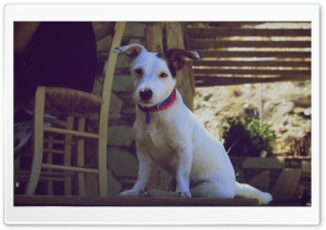 A Nice Dog Ultra HD Wallpaper for 4K UHD Widescreen desktop, tablet & smartphone