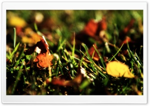 A Pile Of Autumn Leaves Ultra HD Wallpaper for 4K UHD Widescreen desktop, tablet & smartphone