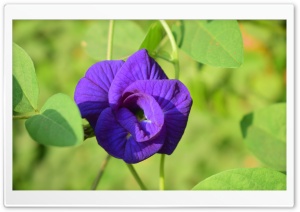 A Purple Flower Close-up Ultra HD Wallpaper for 4K UHD Widescreen desktop, tablet & smartphone