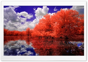 A Red Day Ultra HD Wallpaper for 4K UHD Widescreen desktop, tablet & smartphone