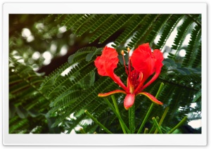 A Red One Ultra HD Wallpaper for 4K UHD Widescreen desktop, tablet & smartphone