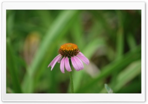 A Small Flower Ultra HD Wallpaper for 4K UHD Widescreen desktop, tablet & smartphone