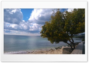 A tree by the beach Ultra HD Wallpaper for 4K UHD Widescreen desktop, tablet & smartphone