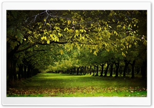 A Walnut Orchard In The Fall Ultra HD Wallpaper for 4K UHD Widescreen desktop, tablet & smartphone