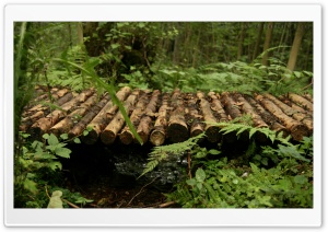 A Wooden Bridge Through The Forest Ultra HD Wallpaper for 4K UHD Widescreen desktop, tablet & smartphone