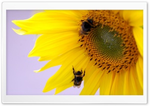 About Summer Ultra HD Wallpaper for 4K UHD Widescreen desktop, tablet & smartphone