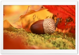 acorn Ultra HD Wallpaper for 4K UHD Widescreen desktop, tablet & smartphone