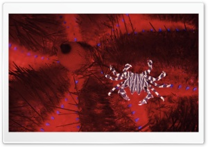 Adams Urchin Crab On Sea Urchin Indonesia Sulawesi Ultra HD Wallpaper for 4K UHD Widescreen desktop, tablet & smartphone