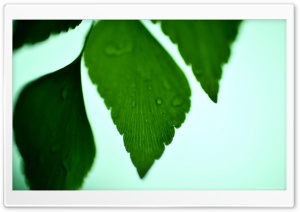 Adiantum Macrophylla Ultra HD Wallpaper for 4K UHD Widescreen desktop, tablet & smartphone