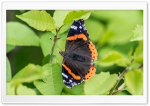 Admiral Butterfly Ultra HD Wallpaper for 4K UHD Widescreen desktop, tablet & smartphone