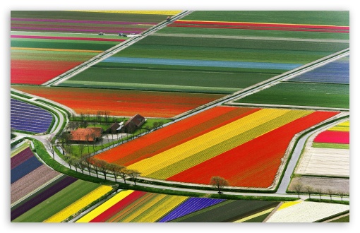 Aerial View Of Tulip Flower Fields, Amsterdam, The Netherlands UltraHD Wallpaper for Wide 16:10 5:3 Widescreen WHXGA WQXGA WUXGA WXGA WGA ; 8K UHD TV 16:9 Ultra High Definition 2160p 1440p 1080p 900p 720p ; Standard 4:3 5:4 3:2 Fullscreen UXGA XGA SVGA QSXGA SXGA DVGA HVGA HQVGA ( Apple PowerBook G4 iPhone 4 3G 3GS iPod Touch ) ; Tablet 1:1 ; iPad 1/2/Mini ; Mobile 4:3 5:3 3:2 16:9 5:4 - UXGA XGA SVGA WGA DVGA HVGA HQVGA ( Apple PowerBook G4 iPhone 4 3G 3GS iPod Touch ) 2160p 1440p 1080p 900p 720p QSXGA SXGA ;