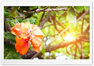 Aero Ultra HD Wallpaper for 4K UHD Widescreen desktop, tablet & smartphone