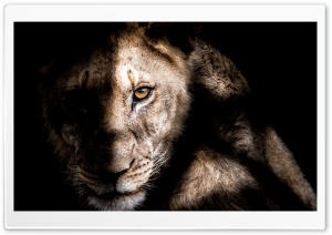 Africa Wildlife Ultra HD Wallpaper for 4K UHD Widescreen desktop, tablet & smartphone