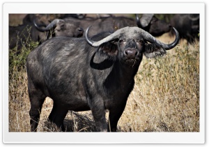 African buffalo Ultra HD Wallpaper for 4K UHD Widescreen desktop, tablet & smartphone