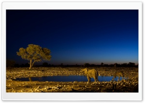 African Elephants Ultra HD Wallpaper for 4K UHD Widescreen desktop, tablet & smartphone