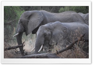 African elephants Ultra HD Wallpaper for 4K UHD Widescreen desktop, tablet & smartphone