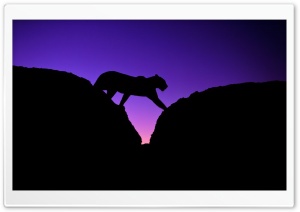 African Leopard Ultra HD Wallpaper for 4K UHD Widescreen desktop, tablet & smartphone