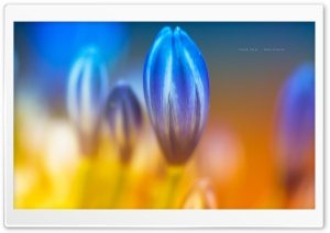 African Lily Buds Ultra HD Wallpaper for 4K UHD Widescreen desktop, tablet & smartphone