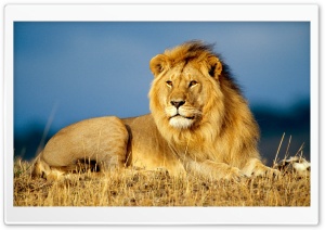 African Lion Ultra HD Wallpaper for 4K UHD Widescreen desktop, tablet & smartphone