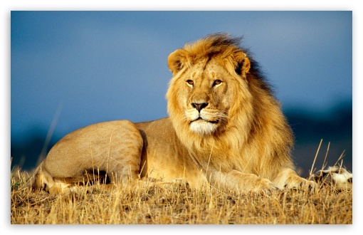 African Lion UltraHD Wallpaper for Wide 16:10 Widescreen WHXGA WQXGA WUXGA WXGA ;