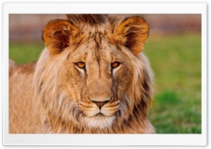 African Lion Living In Slovakia Ultra HD Wallpaper for 4K UHD Widescreen desktop, tablet & smartphone
