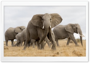 African Safari Elephants Ultra HD Wallpaper for 4K UHD Widescreen desktop, tablet & smartphone