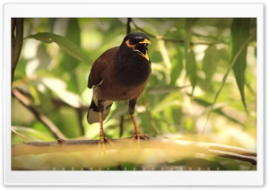 Agressive Bird Ultra HD Wallpaper for 4K UHD Widescreen desktop, tablet & smartphone