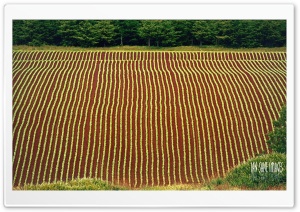 Agriculture Ultra HD Wallpaper for 4K UHD Widescreen desktop, tablet & smartphone