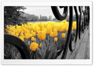 Ahad - Tulips Ultra HD Wallpaper for 4K UHD Widescreen desktop, tablet & smartphone