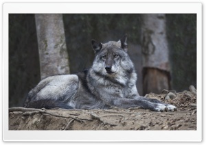 Alaskan Wolf Ultra HD Wallpaper for 4K UHD Widescreen desktop, tablet & smartphone