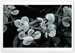 Alien Plant Ultra HD Wallpaper for 4K UHD Widescreen desktop, tablet & smartphone