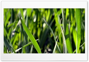 All Green Ultra HD Wallpaper for 4K UHD Widescreen desktop, tablet & smartphone