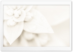 All White Ultra HD Wallpaper for 4K UHD Widescreen desktop, tablet & smartphone