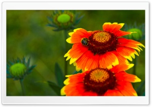 Almost Summer Ultra HD Wallpaper for 4K UHD Widescreen desktop, tablet & smartphone