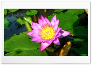 alone purple lotus Ultra HD Wallpaper for 4K UHD Widescreen desktop, tablet & smartphone