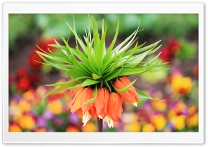 Amazing Flower Bokeh Ultra HD Wallpaper for 4K UHD Widescreen desktop, tablet & smartphone
